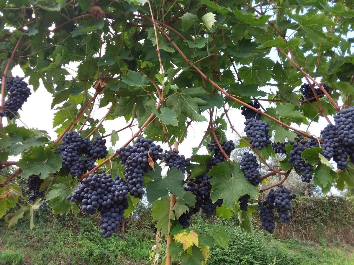 Agriturismo Podere Somigli Di Lorenzo Correani Hotell Greve in Chianti Eksteriør bilde